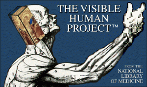 The visible human project